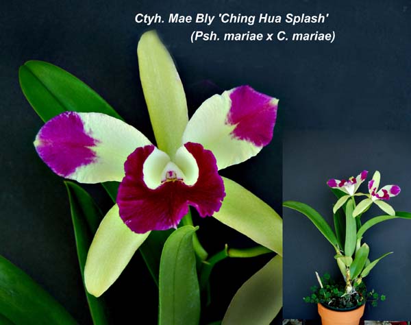 Epilaeliocattleya (Cty) Mae Bly 'Ching Hua Splash' AM/AOS