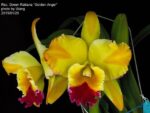 Rhyncholaeliocattleya Green Rattana 'Golden Angel'