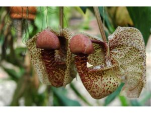 Coryanthes macrantha