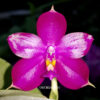 Phalaenopsis Dragon Tree Eagle 'DT168' x (P.Crimson Cherub x P.Penang Girl)