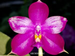Phalaenopsis Dragon Tree Eagle 'DT168' x (P.Crimson Cherub x P.Penang Girl)