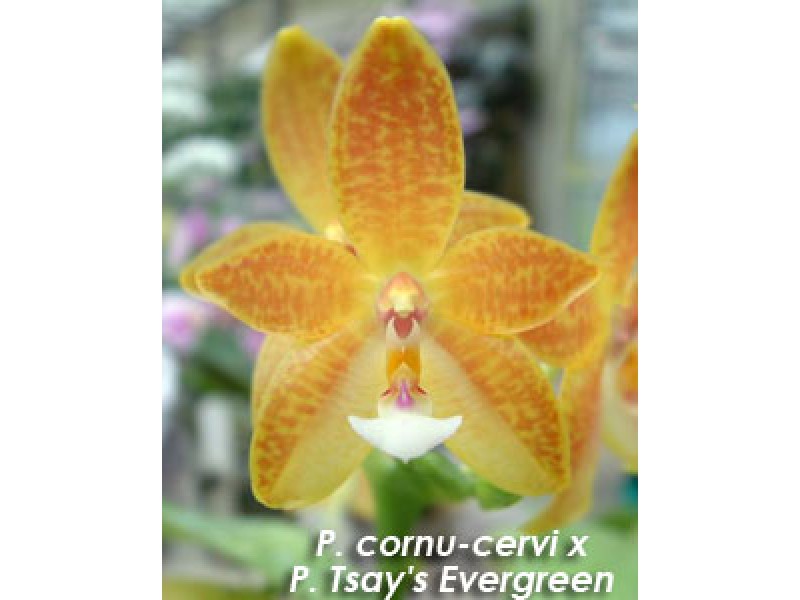 Phalaenopsis cornu-cervi x Tsay's Evergreen