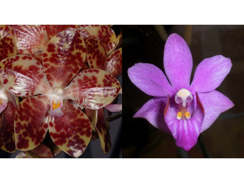 Phalaenopsis gigantea x Doritis pulcherrima