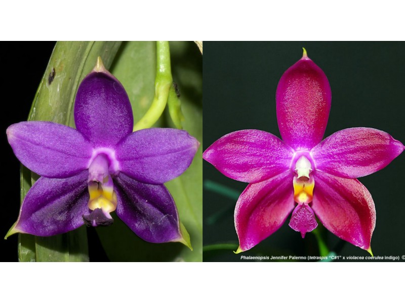 Phalaenopsis violacea indigo x Jennifer Palomer 'C-1'