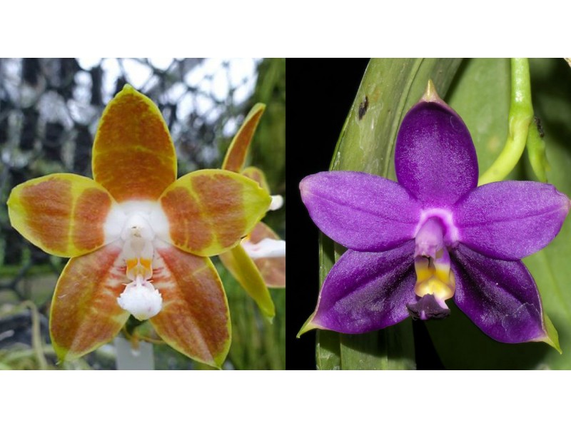 Phalaenopsis venosa x violacea var indigo