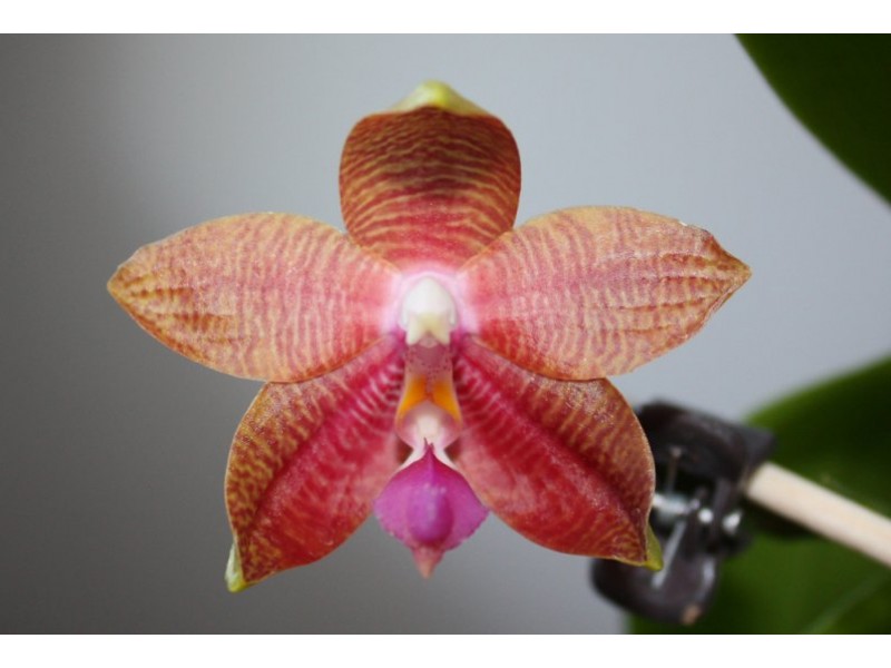 Phalaenopsis Coral Isler x Princess Kaiulanii