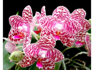 Phalaenopsis Brother Glory 'Long Fong'