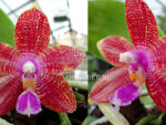 Phalaenopsis Aaron Louis Landau x Dragon Tree Eagle