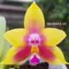 Phalaenopsis KS Happy Eagle x Hawaii Dragon Girl