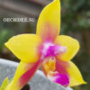 p_eagle_x_dragon(2)