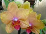 Phalaenopsis PH 241 My Monro Bronzer