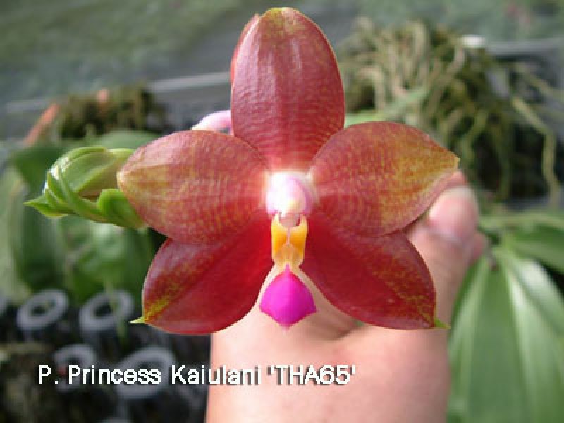 Phalaenopsis Princess Kaiulanii 'THA65'