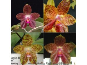 Phalaenopsis LD's Bear King x gigantea