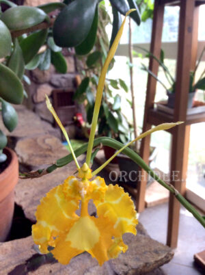 Psychopsis papilio (yellow form) x self