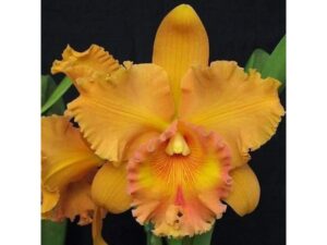 Rhyncholaeliocattleya Spanish Eyes