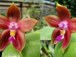 Phalaenopsis Yaphon Goodboy x Ld's Bear King 'Red'