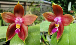 Phalaenopsis Yaphon Goodboy x Ld's Bear King 'Red'