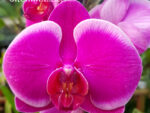 Phalaenopsis PH 246 Joyride