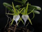 Angraecum dollii