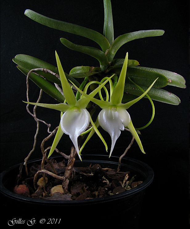 Angraecum dollii