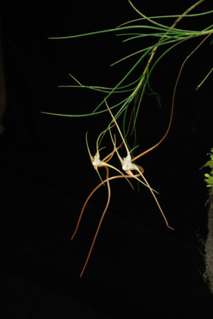 Angraecum teretifolium