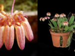 Bulbophyllum sikkimense