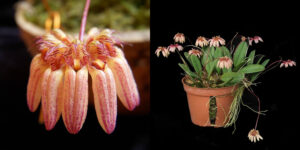 Bulbophyllum sikkimense