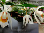 Coelogyne mooreana x lawrenceana