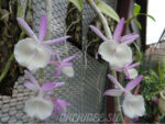 Dendrobium aphyllum x primulinum