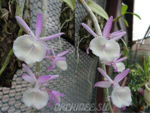 Dendrobium aphyllum x primulinum