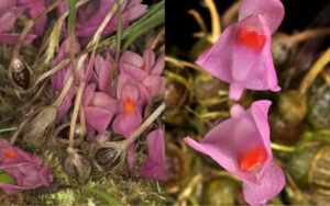 Dendrobium brassii