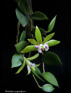 Dendrobium pugioniforme