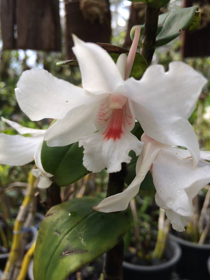 Dendrobium schildhaueri
