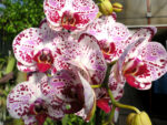 Phalaenopsis PH 243