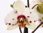 Phalaenopsis PH 245 Good Times
