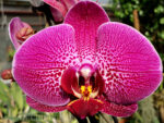 Phalaenopsis PH 247