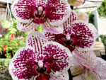 Phalaenopsis PH 248 Sogo Magic