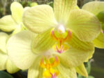 Phalaenopsis PHM 122