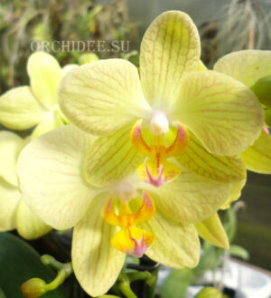 Phalaenopsis PHM 122