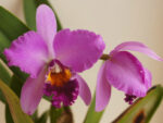 Cattleya Tim Treasure x Potinara Chatoyant