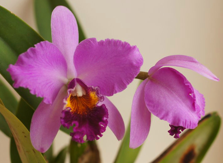 Cattleya Tim Treasure x Potinara Chatoyant