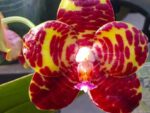 Phalaenopsis Yang Yang Gigan Cherry