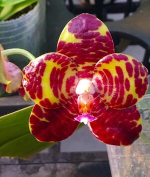 Phalaenopsis Yang Yang Gigan Cherry