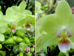 Phalaenopsis PHM 126