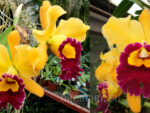 Brassolaeliocattleya Chunyeah №17