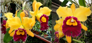 Brassolaeliocattleya Chunyeah №17