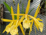 Brassavola Yellow Bird