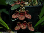 Bulbophyllum bootanoides