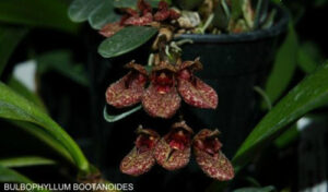 Bulbophyllum bootanoides