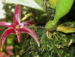Bulbophyllum patens